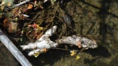 Alcuni dei pesci morti nel torrente Santa Croce