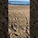 Le tartarughe scelgono la spiaggia di Fondi per nidificare, scatta l’”operazione uova” – #VIDEO e #FOTO